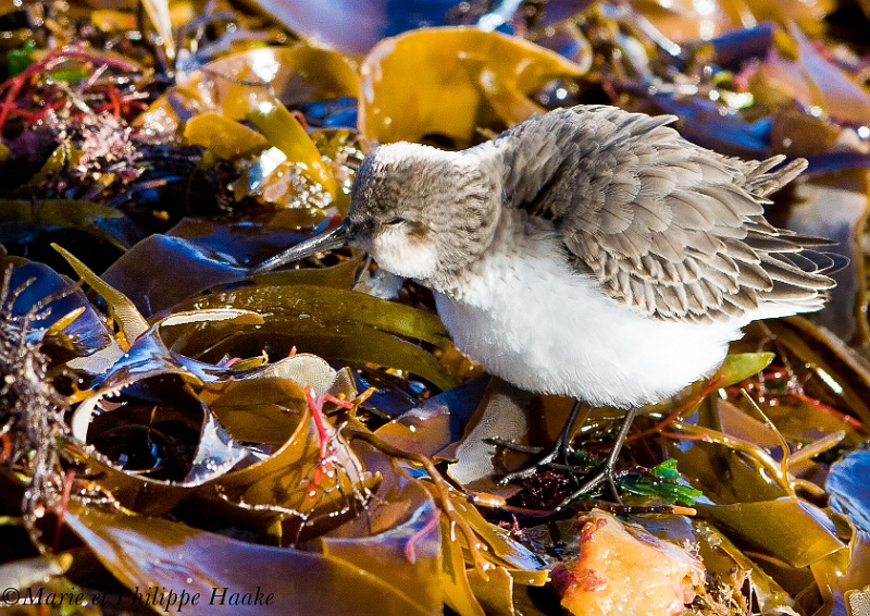Becasseau variable 1068_wm.jpg - Bécasseau variable - Dunlin - Calidris alpina(Bretagne, France, janvier 2011)